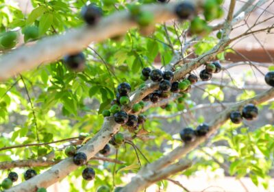 Cachoeira do Campo recebe curso gratuito de mudas de Jabuticaba