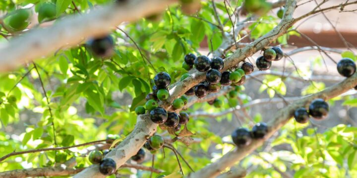 Cachoeira do Campo recebe curso gratuito de mudas de Jabuticaba